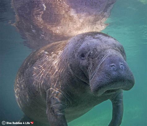 Underwater Manatee